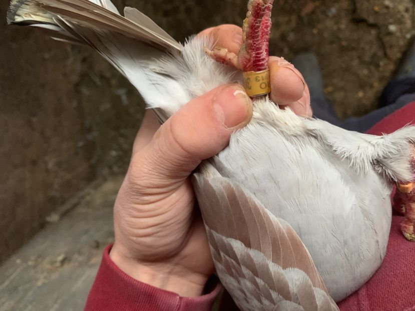 2579EC8F-AA54-424C-B06D-46970109AC68 - 2024 porumbei 2024