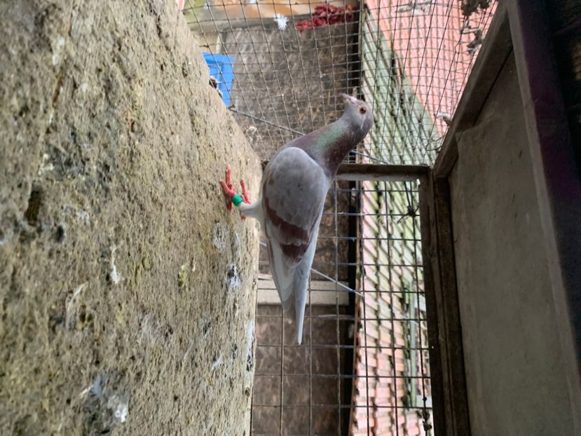 3AAC9C9F-7AF6-4370-804C-339F4DA4E505 - 2024 porumbei 2024