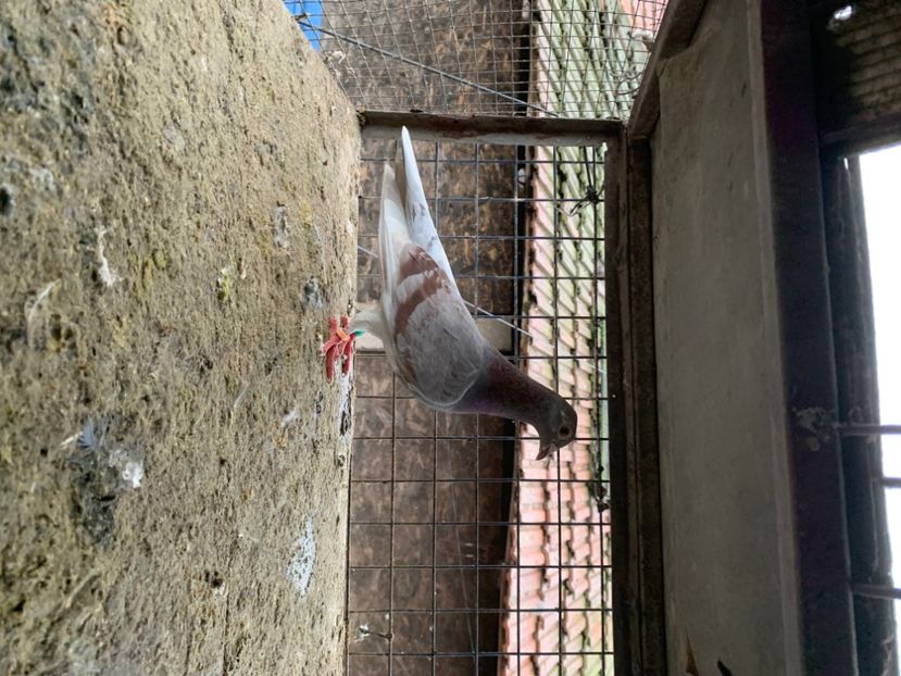 8D0B921D-1162-4B05-81D7-C04BE6CFE938 - 2024 porumbei 2024