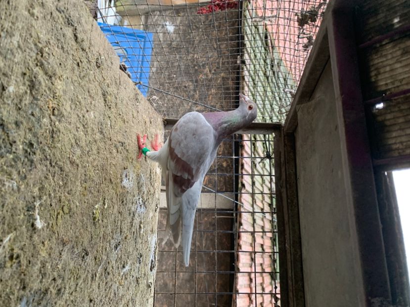 903077A5-0A47-4135-9598-F2A14D5BE05B - 2024 porumbei 2024