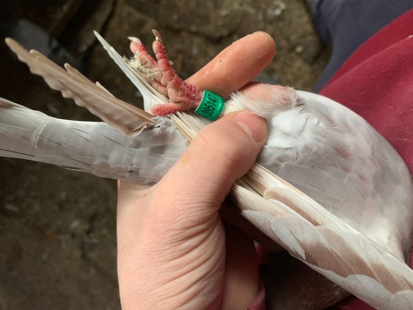 82BB07CD-9011-4930-9C45-10500086D213 - 2024 porumbei 2024