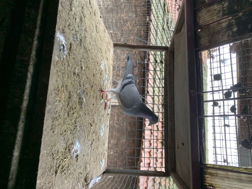 732E932F-6DB1-422E-91AB-6D659AF591BF - 2024 porumbei 2024