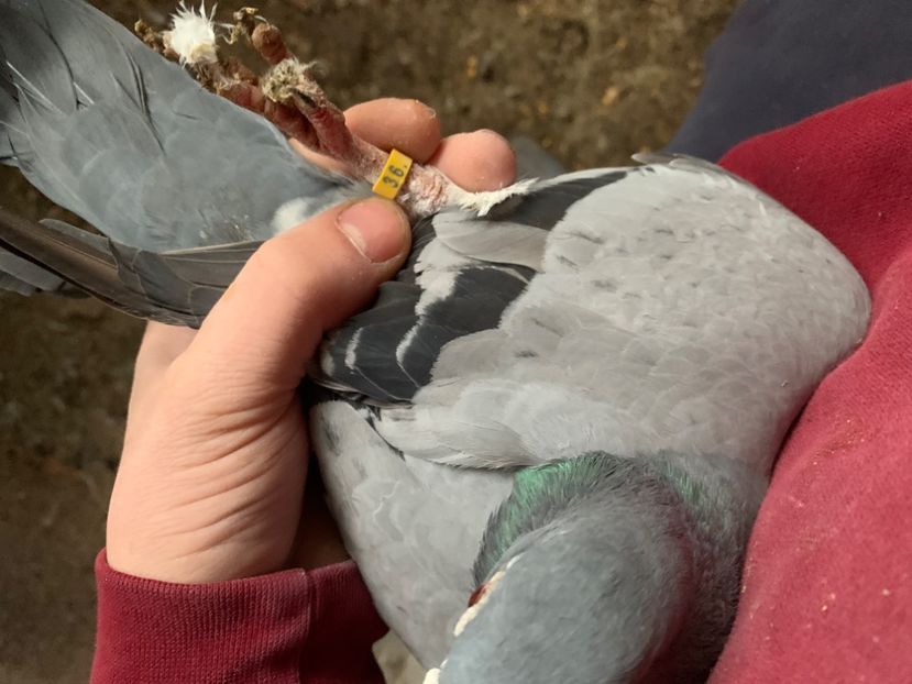 2772D86D-D063-49C5-8563-E204CF948449 - 2024 porumbei 2024