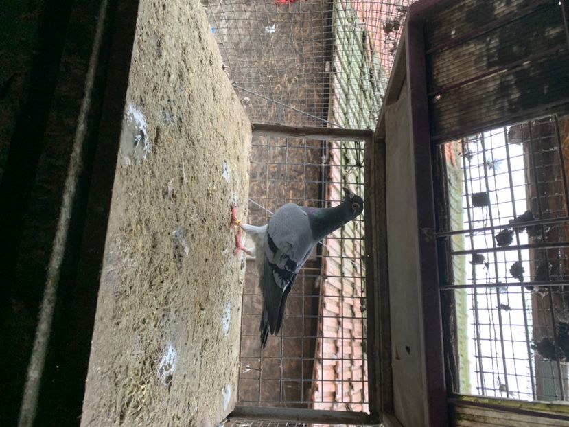 D3FC05E9-1A43-4CF3-8766-F17CFC6260B5 - 2024 porumbei 2024