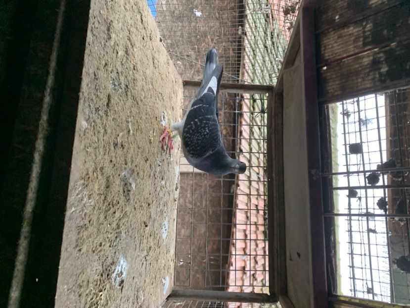 4FDE83FA-992F-4AA6-ABA2-CD8EC8A77915 - 2024 porumbei 2024