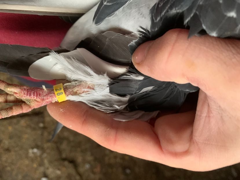 98A475F5-874C-42CC-BF20-9C8ED469C4C3 - 2024 porumbei 2024