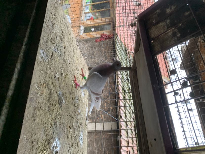 C9FFAF45-55F8-4332-8274-E51146CBCD68 - 2024 porumbei 2024