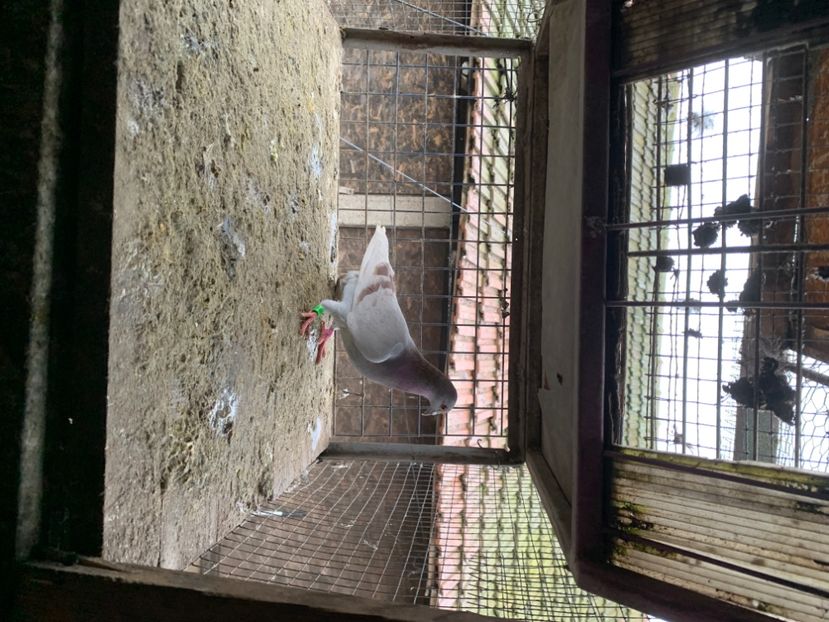 67D80BD7-8470-4841-83E7-CADED3A7B7EB - 2024 porumbei 2024