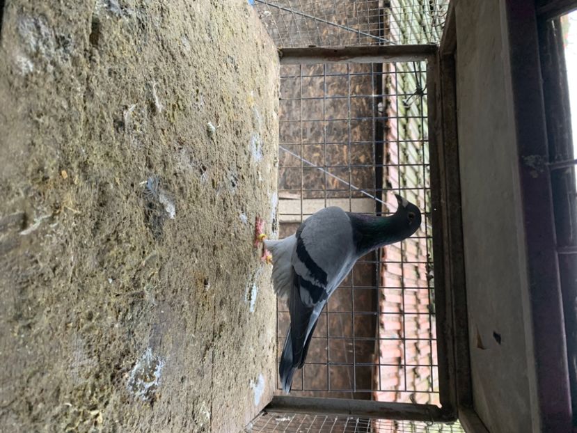 2CEF1908-E853-4C7F-A17A-4E2A2189A36E - 2024 porumbei 2024