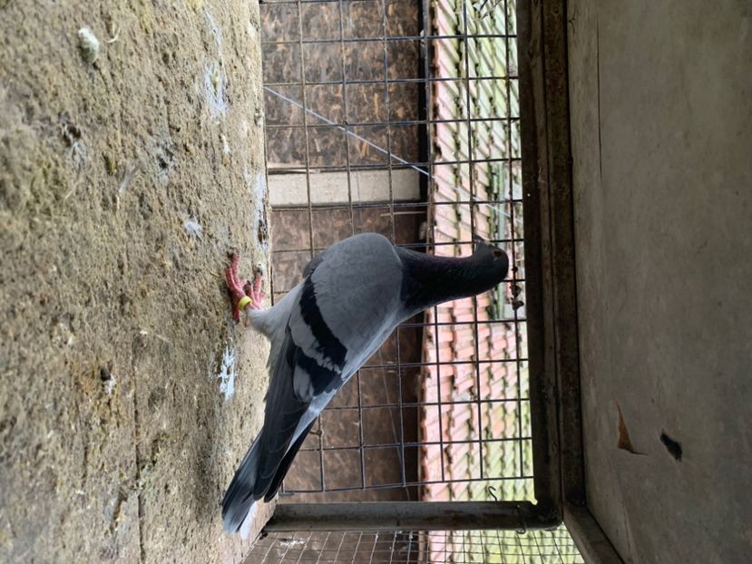 8B2102D8-44C9-4FEA-BC04-B58C9FA7F3C4 - 2024 porumbei 2024