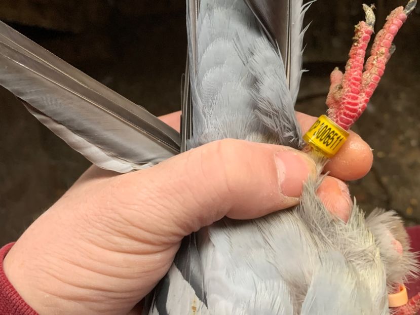 74EE94F9-CBB2-413A-B9CF-59810259F82F - 2024 porumbei 2024