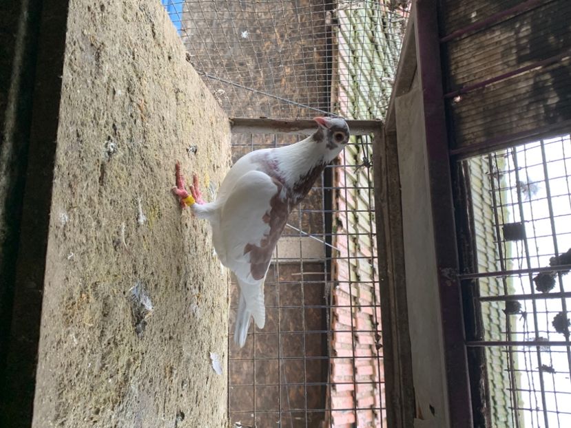 A161C193-3847-4734-A793-7131044BEB33 - 2024 porumbei 2024