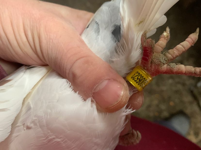 B5047F9C-9B05-4A6B-A738-FAE8EB75291E - 2024 porumbei 2024