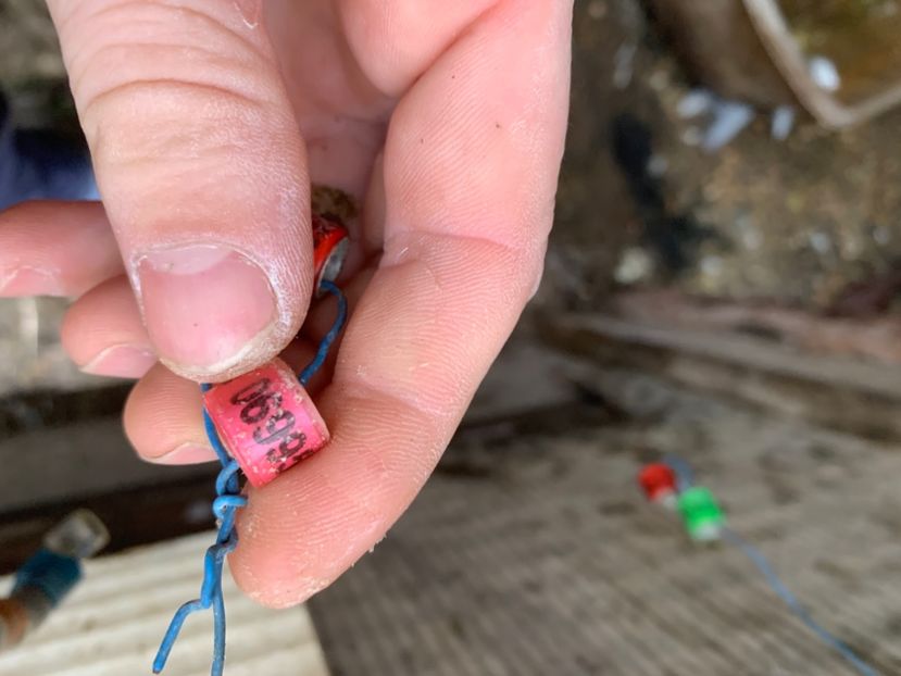 F2B167F8-10CE-4CE5-9F3C-1CDC5A16EB42 - 2024 porumbei 2024