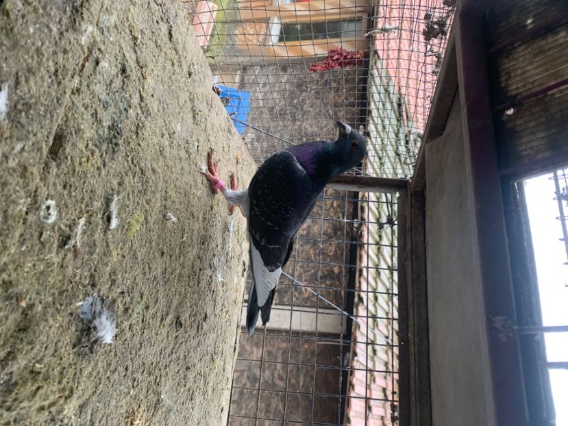 597FF525-E642-4D50-B3C9-1B0D155BC878 - 2024 porumbei 2024