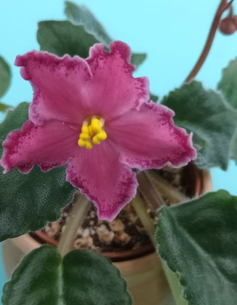 AV Mexikanskiy Tushkan - PORTRETE