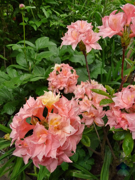 © - Azalee si Rhododendroni