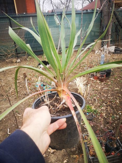 yucca remontanta 25lei - aaPlante ornamentale disponibile
