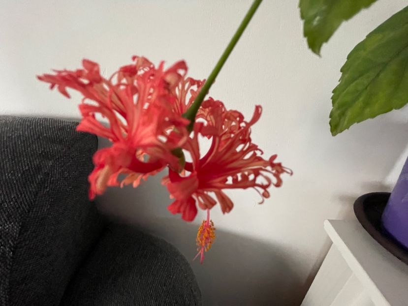  - 001 - Hibiscusi 2024 - 1