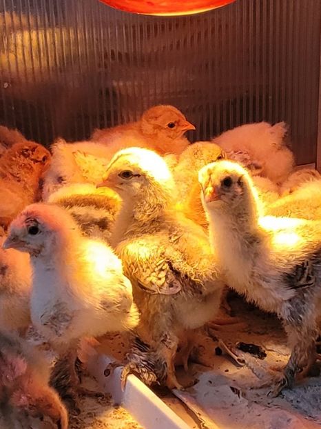  - a__Pui și tineret brahma 2024