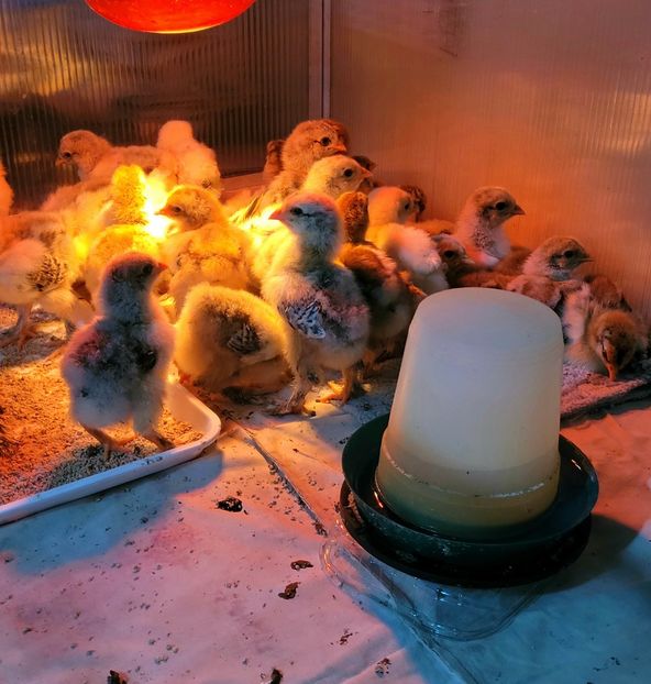  - a__Pui și tineret brahma 2024