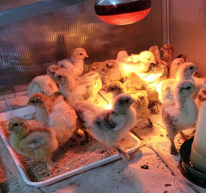  - a__Pui și tineret brahma 2024