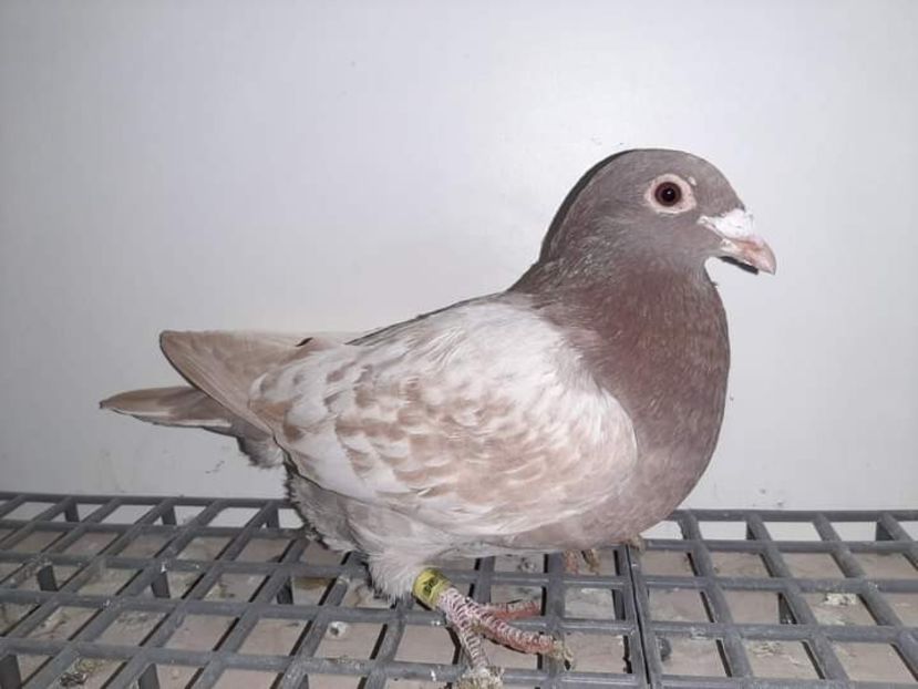  - Nu îmi aparțin 7