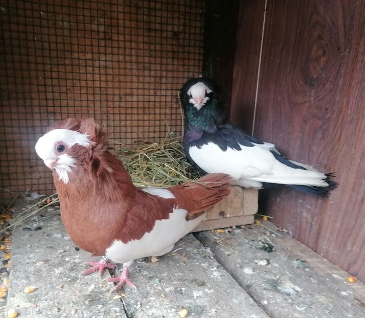 MF 2022 - Jucători de Komarom în 2023