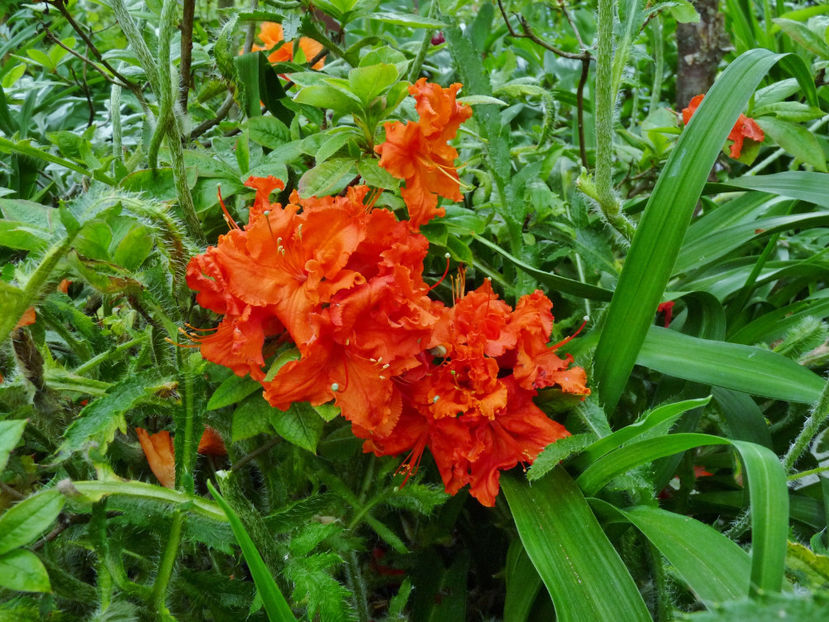 © - Azalee si Rhododendroni