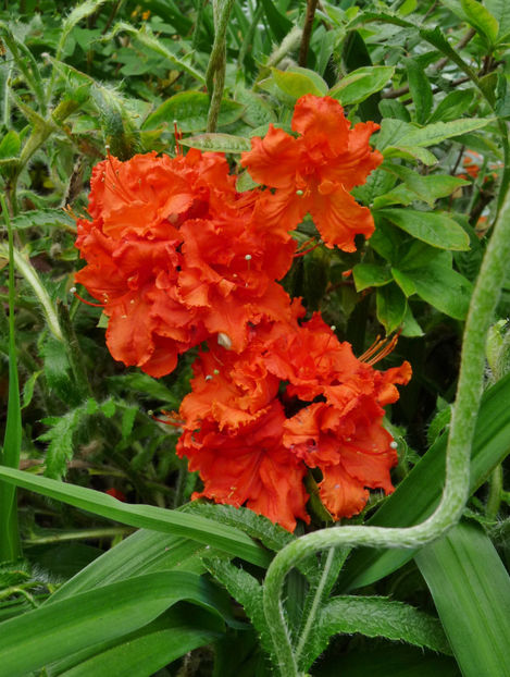 © - Azalee si Rhododendroni