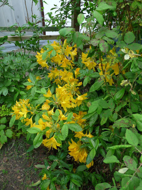 © - Azalee si Rhododendroni