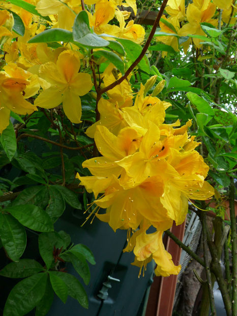 © - Azalee si Rhododendroni