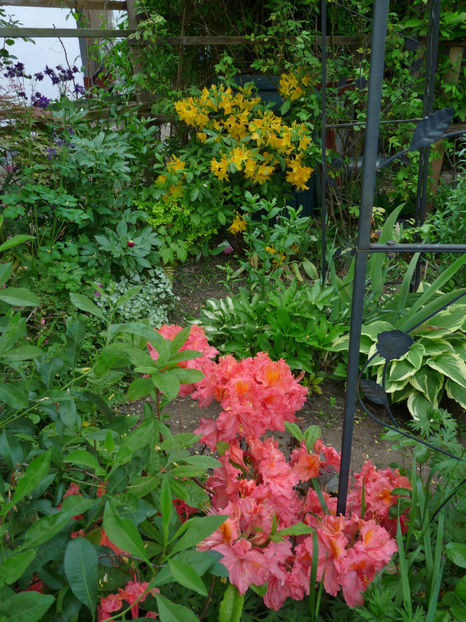 © - Azalee si Rhododendroni