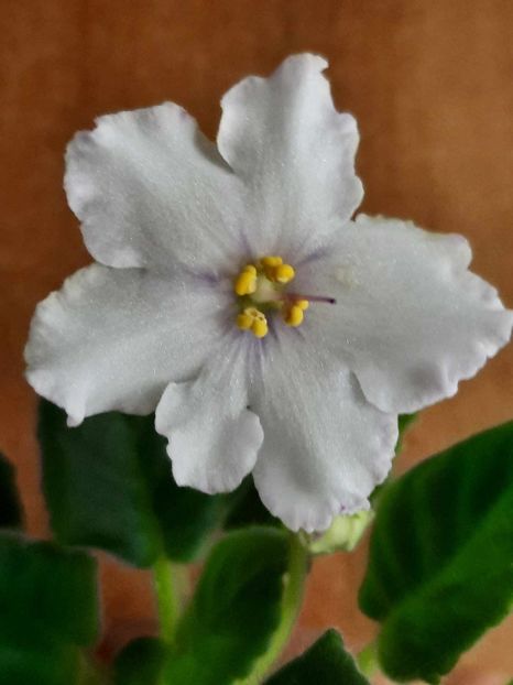 9b79e1d4-f05d-48b9-9f95-26b29608427d - AV-Prosto Cosmos sport