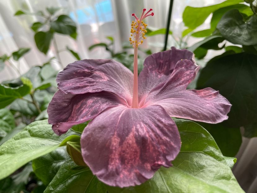  - 001 - Hibiscusi 2024 - 1