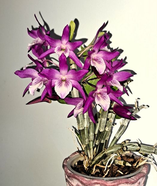  - Dendrobium nobile
