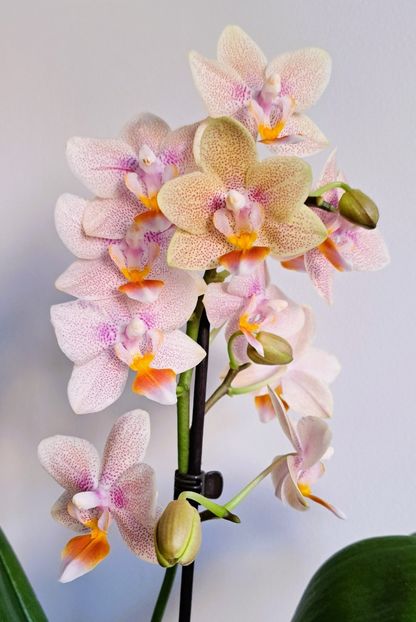  - Phalaenopsis 2