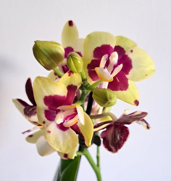  - Phalaenopsis 2