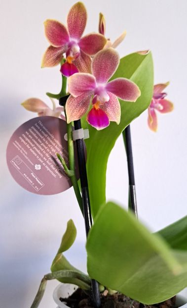  - Phalaenopsis 2