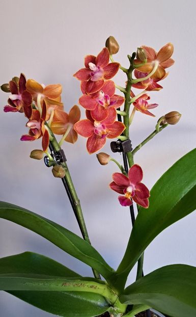  - Phalaenopsis 2