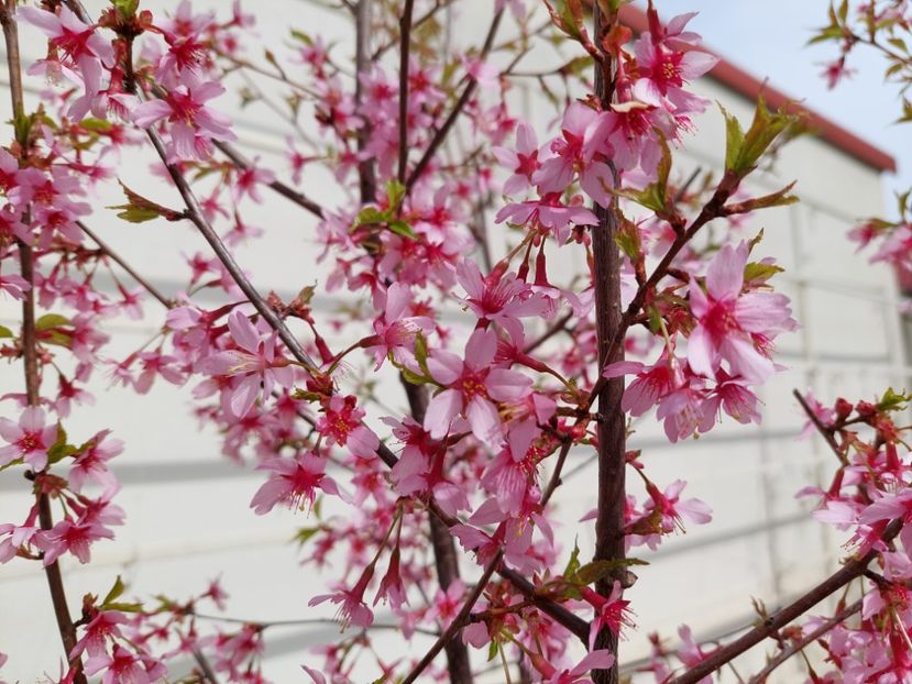  - 2022 feb martie april mai