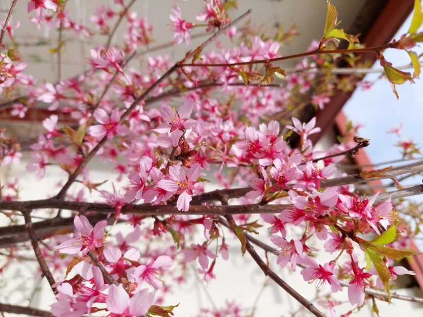  - 2022 feb martie april mai