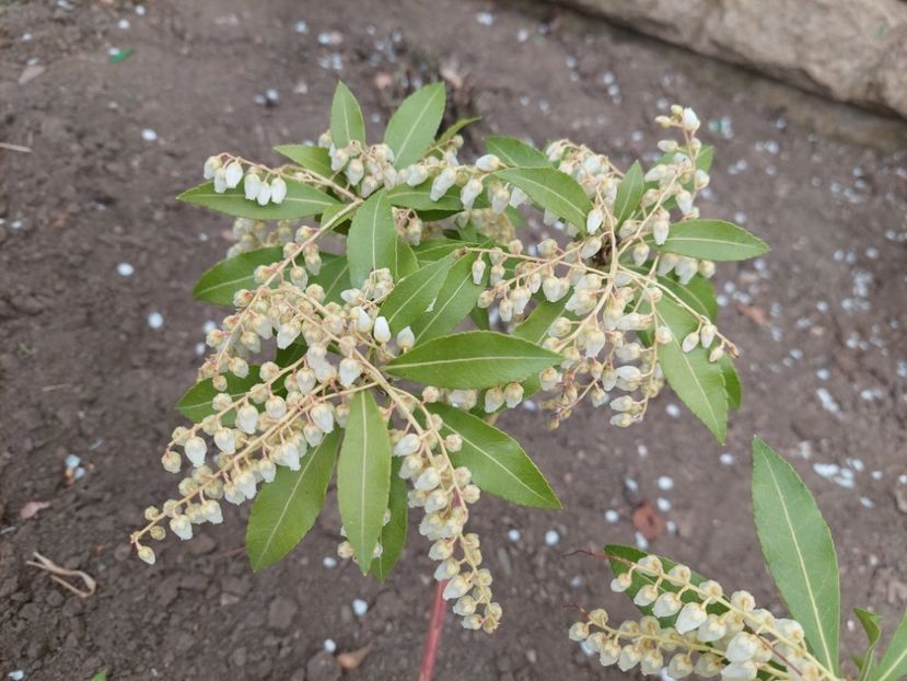  - 2022 feb martie april mai