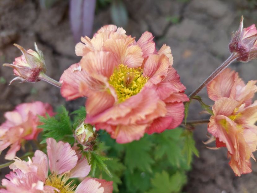  - 2022 feb martie april mai