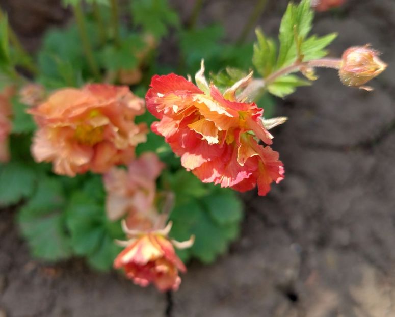  - 2022 feb martie april mai