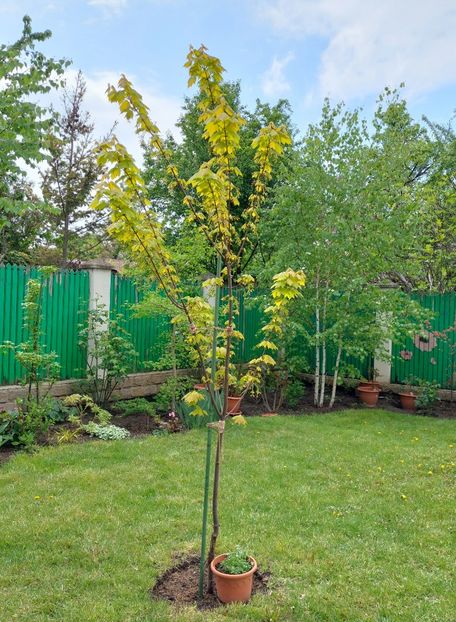  - 2022 feb martie april mai