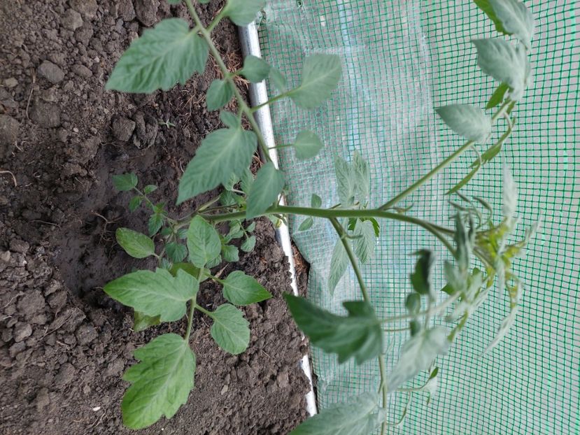  - 2022 feb martie april mai