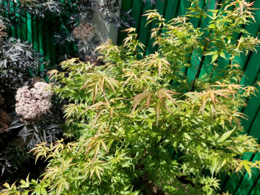  - 2022 feb martie april mai