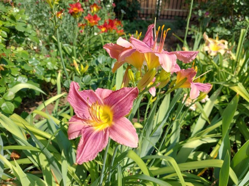  - 2022 iun iul aug sept