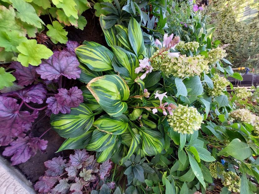  - 2022 iun iul aug sept